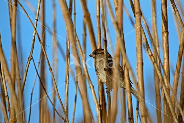 Huismus (Passer domesticus)