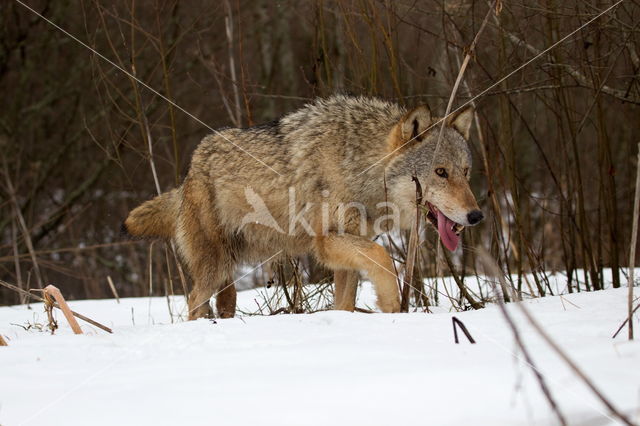 Grey Wolf (Canis lupus)