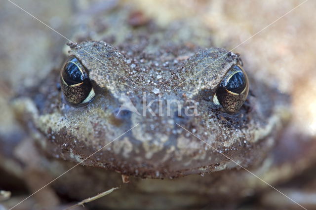 Gewone pad (Bufo bufo)