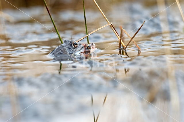 Moor Frog (Rana arvalis)