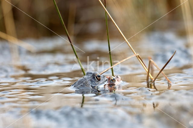 Heikikker (Rana arvalis)