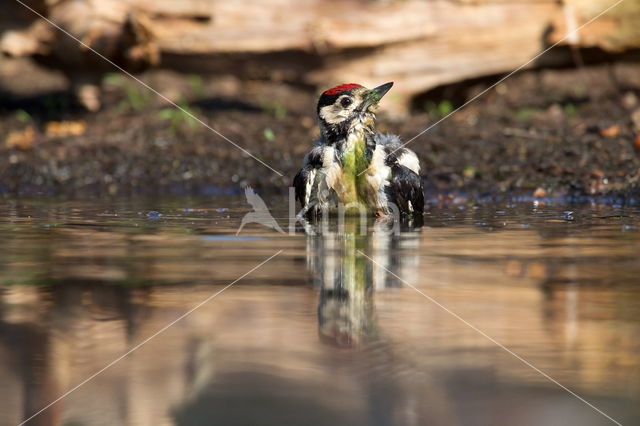 Great Spotted Woodpecker (Dendrocopos major)