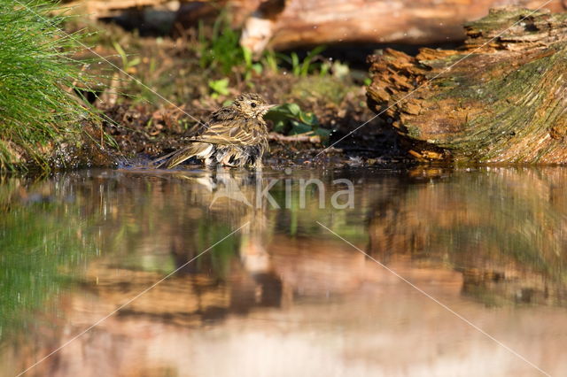 Tree Pipit (Anthus trivialis)