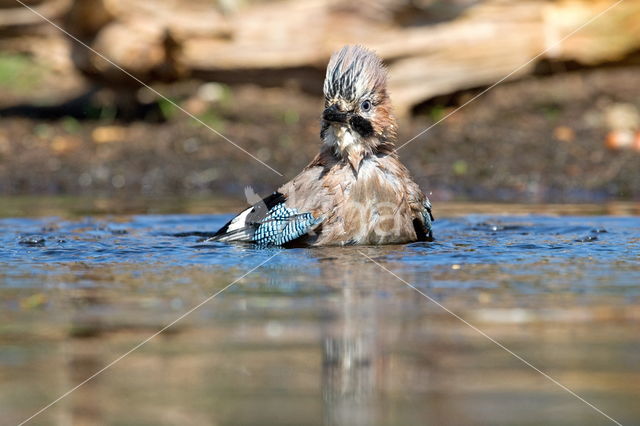 Eurasian Jay (Garrulus glandarius)