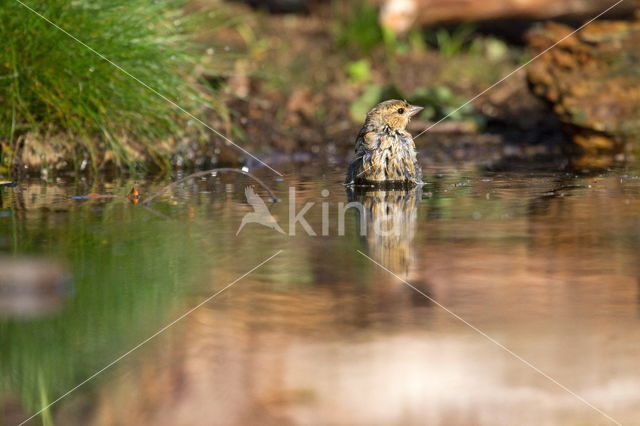 Tree Pipit (Anthus trivialis)