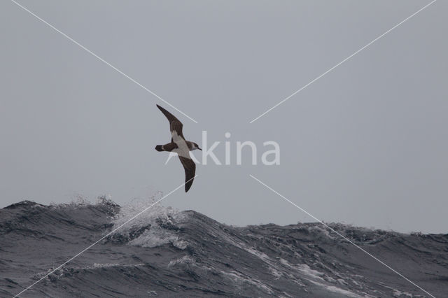 Grote Pijlstormvogel (Puffinus gravis)