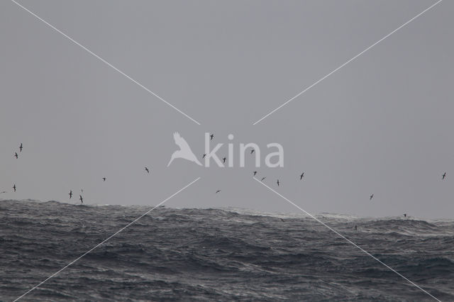 Greater Shearwater (Puffinus gravis)