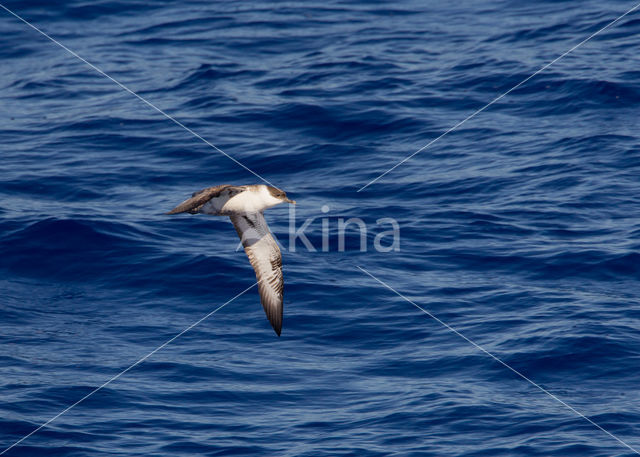 Grote Pijlstormvogel (Puffinus gravis)