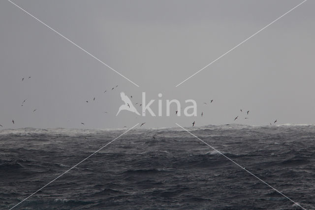 Greater Shearwater (Puffinus gravis)