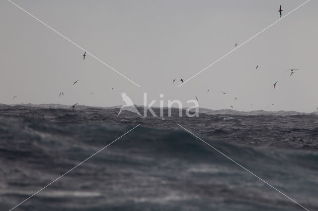 Greater Shearwater (Puffinus gravis)