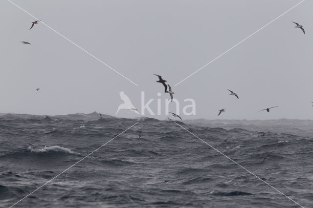 Grote Pijlstormvogel (Puffinus gravis)