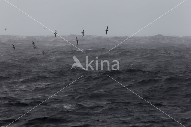 Greater Shearwater (Puffinus gravis)