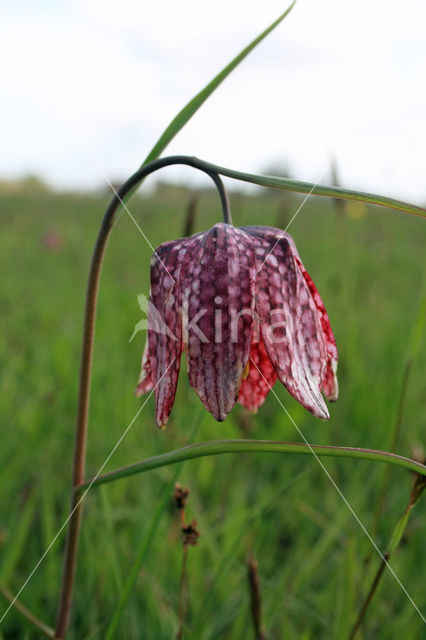 Wilde kievitsbloem (Fritillaria meleagris)