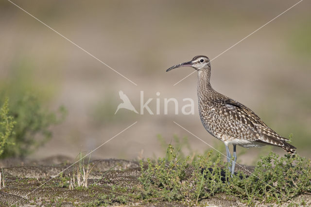 Whimbrel (Numenius phaeopus)