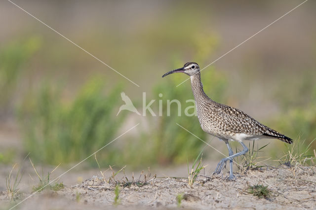 Regenwulp (Numenius phaeopus)