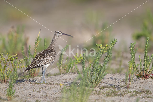 Whimbrel (Numenius phaeopus)