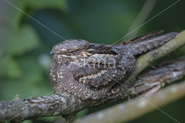 European Nightjar (Caprimulgus europaeus)