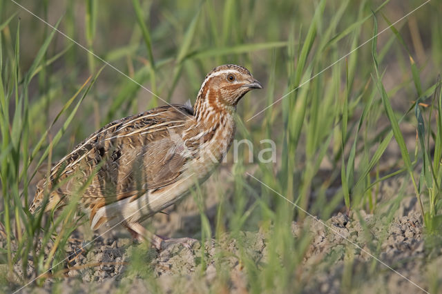 Common Quail (Coturnix coturnix)