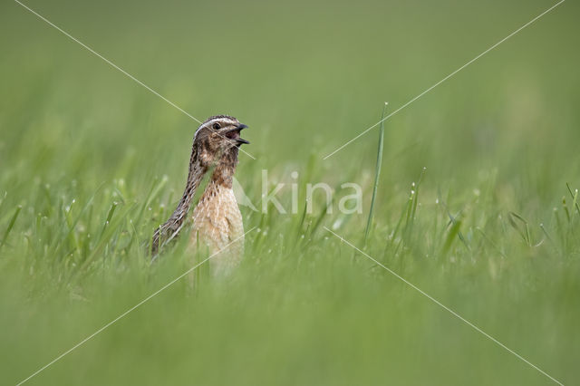 Common Quail (Coturnix coturnix)