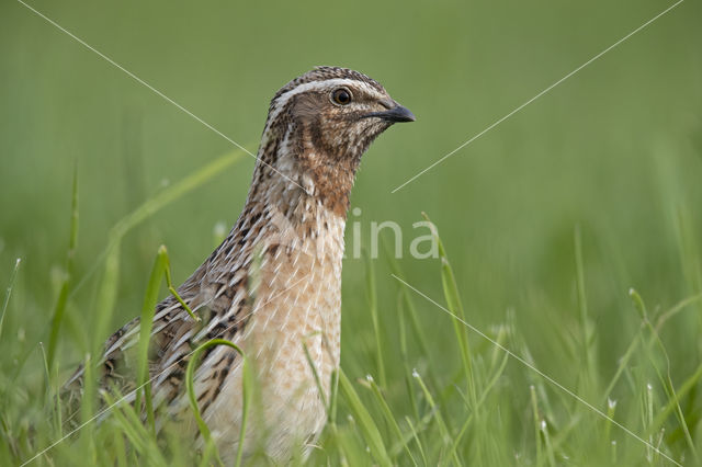 Common Quail (Coturnix coturnix)