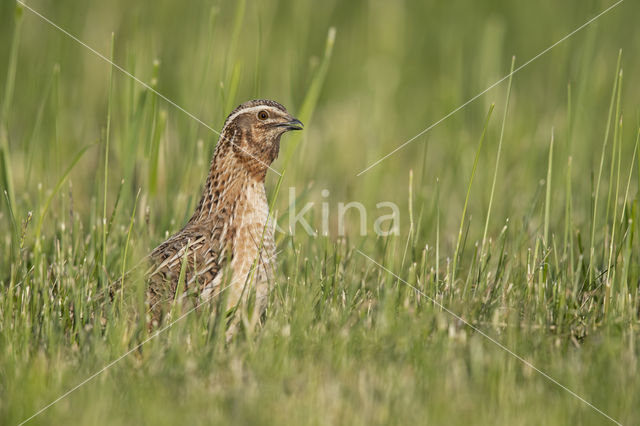 Common Quail (Coturnix coturnix)