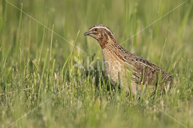 Common Quail (Coturnix coturnix)