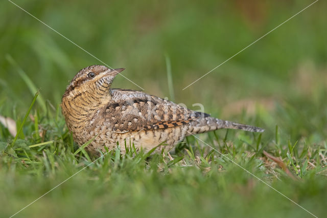 Eurasian Wryneck (Jynx torquilla)