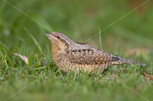 Eurasian Wryneck (Jynx torquilla)