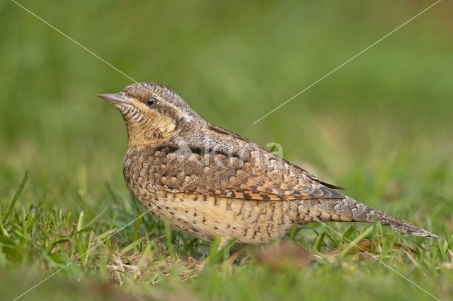 Eurasian Wryneck (Jynx torquilla)