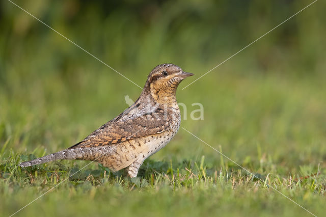 Eurasian Wryneck (Jynx torquilla)