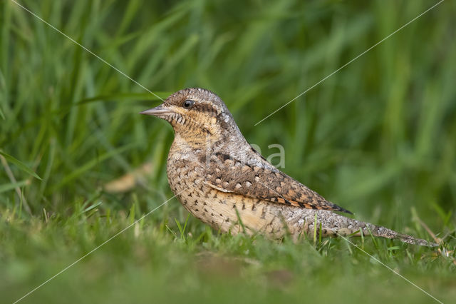 Eurasian Wryneck (Jynx torquilla)