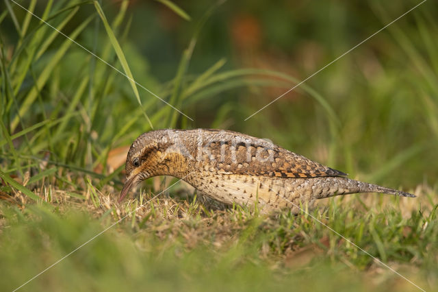 Eurasian Wryneck (Jynx torquilla)