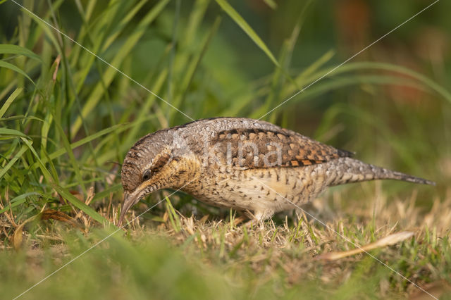 Eurasian Wryneck (Jynx torquilla)