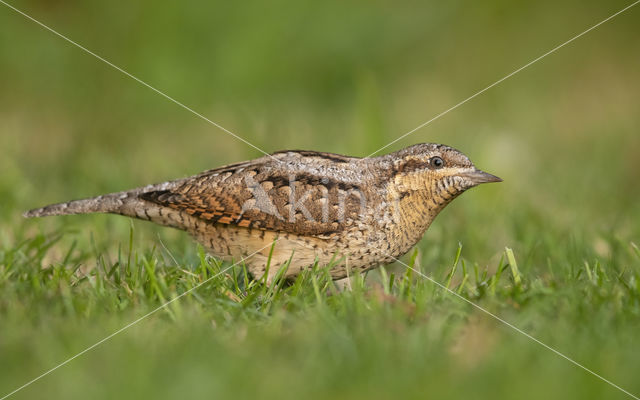 Eurasian Wryneck (Jynx torquilla)