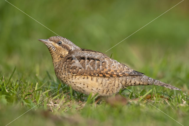 Eurasian Wryneck (Jynx torquilla)