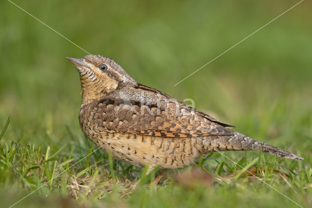 Eurasian Wryneck (Jynx torquilla)