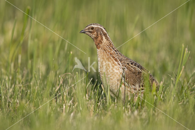 Kwartel (Coturnix coturnix)