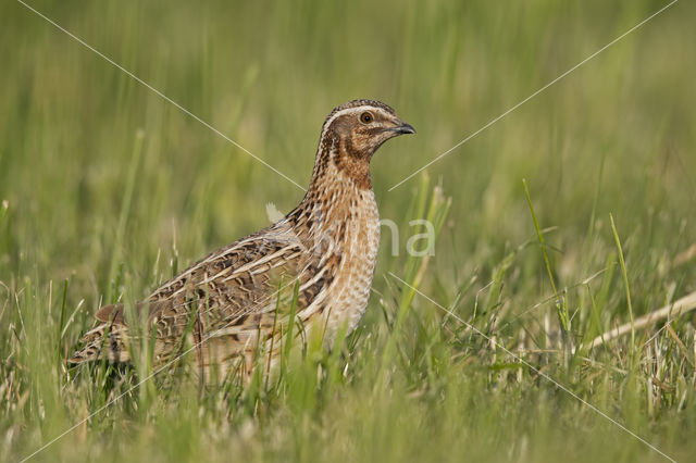 Common Quail (Coturnix coturnix)