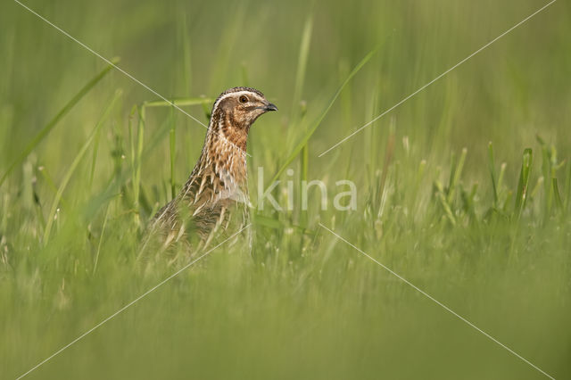 Common Quail (Coturnix coturnix)