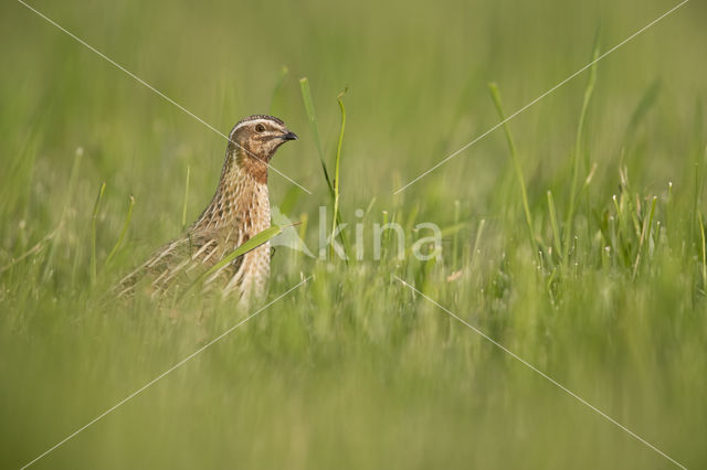 Kwartel (Coturnix coturnix)