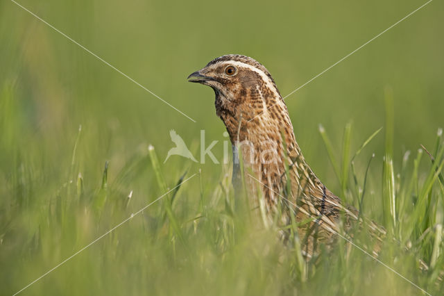 Common Quail (Coturnix coturnix)