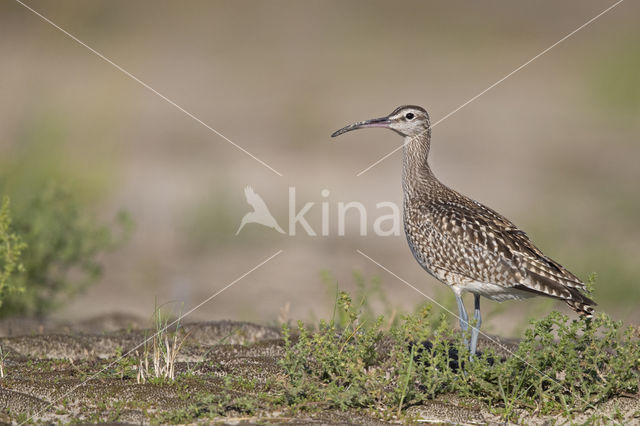 Whimbrel (Numenius phaeopus)