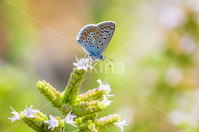 Common Blue (Polyommatus icarus)