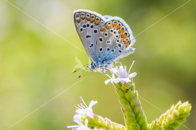 Icarusblauwtje (Polyommatus icarus)