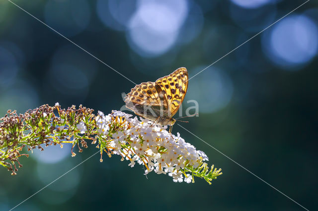 Keizersmantel (Argynnis paphia)