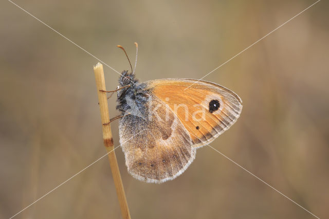 Hooibeestje (Coenonympha pamphilus)