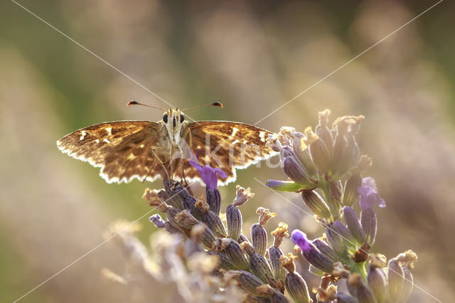 Mallow Skipper (Carcharodus alceae)