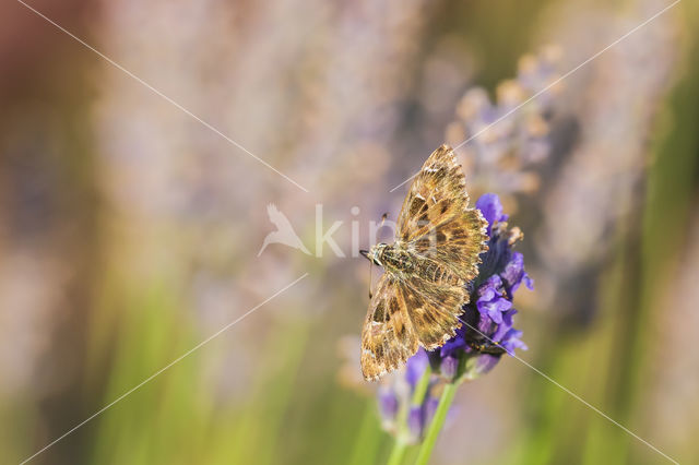 Mallow Skipper (Carcharodus alceae)