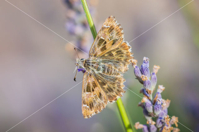 Mallow Skipper (Carcharodus alceae)