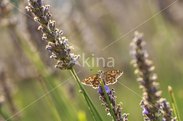 Mallow Skipper (Carcharodus alceae)